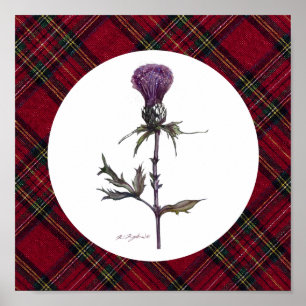 plaid en distel poster