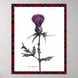 plaid en distel poster