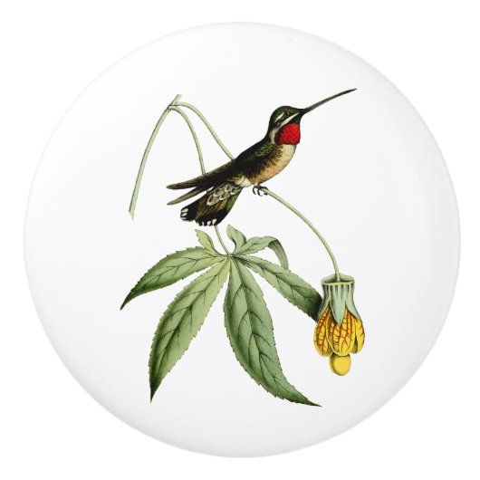 Plain Capped Star Throat Hummingbird Keramische Knop (Voorkant)