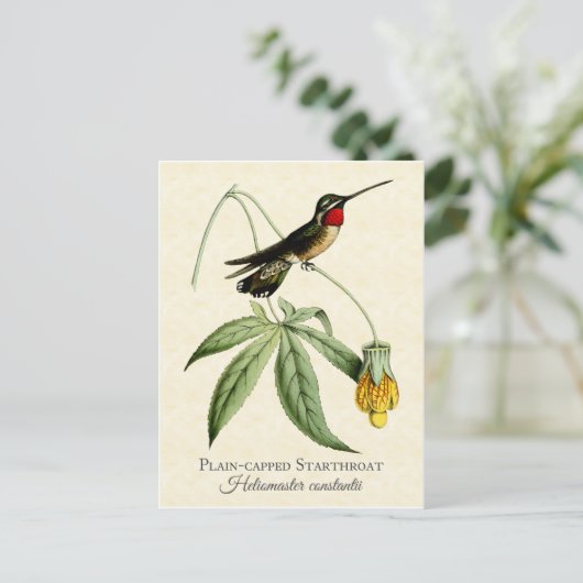 Plain Capped Starkeel Hummingbird  Art Briefkaart (Staand voorkant)