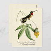 Plain Capped Starkeel Hummingbird  Art Briefkaart (Voorkant / Achterkant)