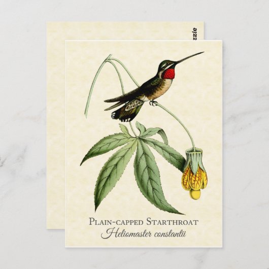 Plain Capped Starkeel Hummingbird  Art Briefkaart (Voorkant / Achterkant)