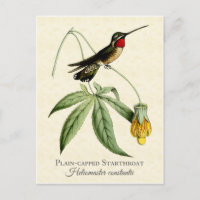Plain Capped Starkeel Hummingbird  Art