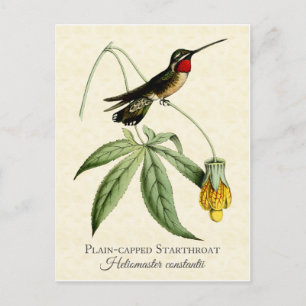 Plain Capped Starkeel Hummingbird  Art Briefkaart