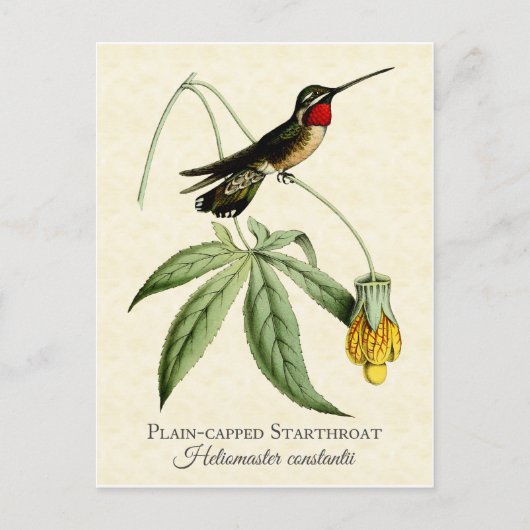 Plain Capped Starkeel Hummingbird  Art Briefkaart (Voorkant)