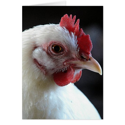 Plain Jane (Voorkant)