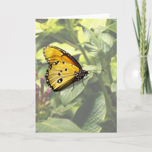 Plain Tiger Butterfly-kaart Kaart (Voorkant)
