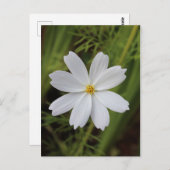 Plain White Beauty Briefkaart (Voorkant / Achterkant)