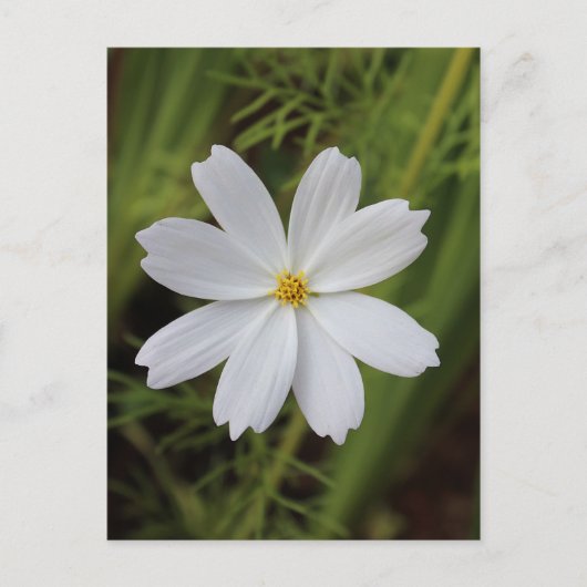 Plain White Beauty Briefkaart (Voorkant)