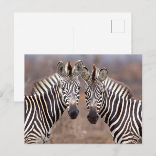 Plain Zebras, Nationaal Park Kruger Briefkaart (Voorkant / Achterkant)