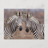 Plain Zebras, Nationaal Park Kruger Briefkaart (Voorkant)