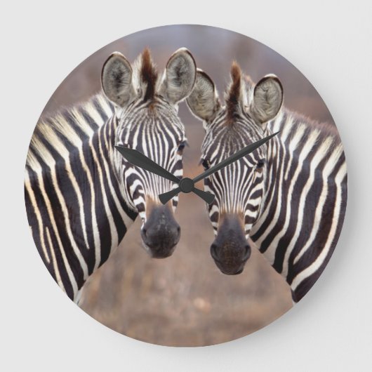 Plain Zebras, Nationaal Park Kruger Grote Klok (Voorkant)