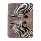 Plain Zebras, Nationaal Park Kruger Magneet (Verticaal)