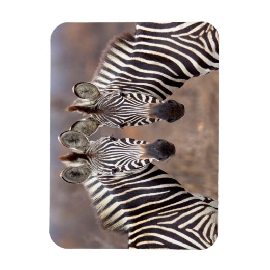 Plain Zebras, Nationaal Park Kruger Magneet (Verticaal)