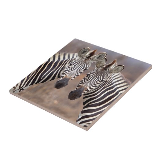 Plain Zebras, Nationaal Park Kruger Tegeltje (Zijkant)