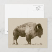 Plains Bison Briefkaart (Voorkant / Achterkant)