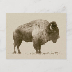 Plains Bison Briefkaart