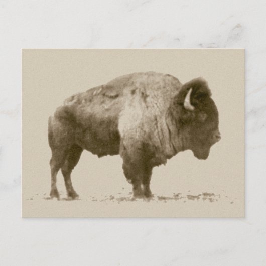 Plains Bison Briefkaart (Voorkant)