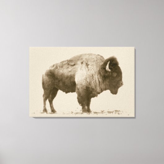 Plains Bison Canvas Afdruk (Voorkant)