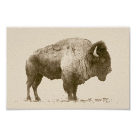 Plains Bison Foto Afdruk (Voorkant)