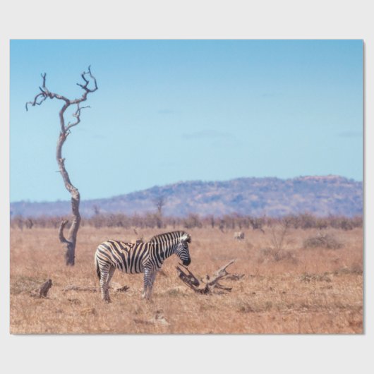 Plains zebra in het Nationaal Park Kruger in Zuid- Cadeaupapier (Vlak)