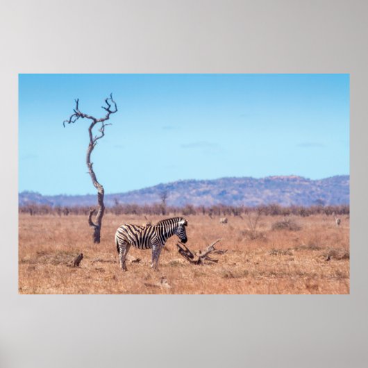 Plains zebra in het Nationaal Park Kruger in Zuid- Poster (Voorkant)