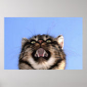 Plaintive Meow a Tabby Cat Acrylf Painting Poster (Voorkant)