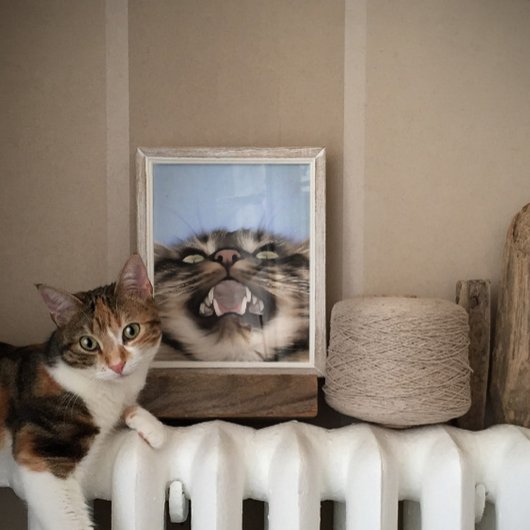 Plaintive Meow a Tabby Cat Acrylf Painting Poster