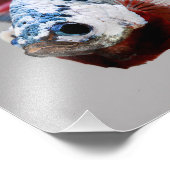 Plakat Betta Fish Foto Afdruk (Hoek)
