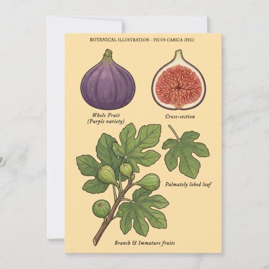 Planche Botanique Figue Ficus Carica  Kaart (Voorkant)