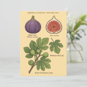 Planche Botanique Figue Ficus Carica  Kaart (Staand voorkant)