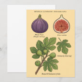 Planche Botanique Figue Ficus Carica  Kaart (Voorkant / Achterkant)