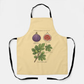 Planche Botanique Figue Ficus Carica  Schort (Voorkant)