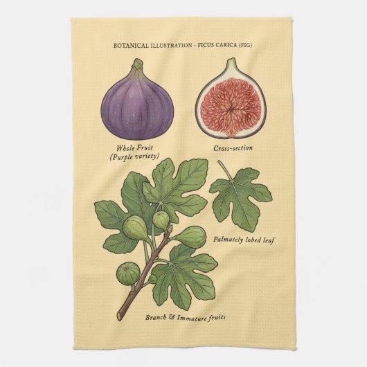 Planche Botanique Figue Ficus Carica  Theedoek (Verticaal)