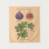 Planche Botanique Figue Ficus Carica  Wandkleed (Voorkant)