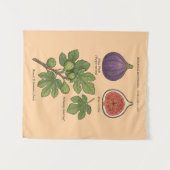 Planche Botanique Figue Ficus Carica  Wandkleed (Voorkant (horizontaal))
