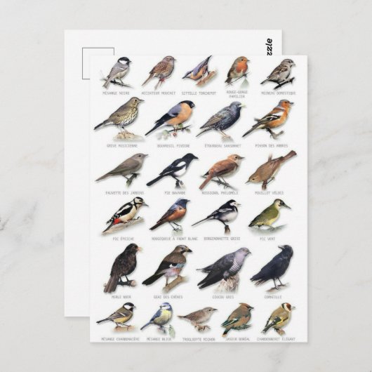 Planche oiseaux des jardins briefkaart (Voorkant / Achterkant)