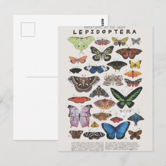 Planche papillon briefkaart (Voorkant / Achterkant)