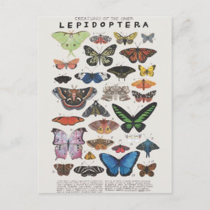 Planche papillon briefkaart
