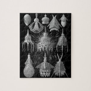 Plankton Shells in Black and White (Cyrtoidea) Legpuzzel