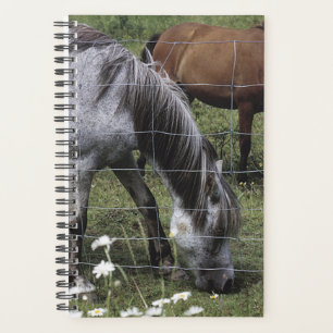 Planner Horse Photo Equine Grazing Horses