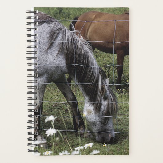 Planner Horse Photo Equine Grazing Horses