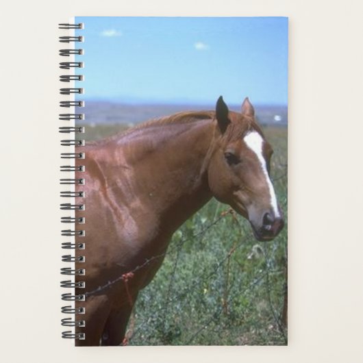 Planner Horse Photo Equine Pasture Scene (Voorkant)