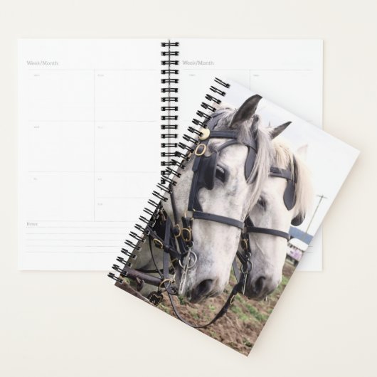 Planner Horse Photo Equine Percheron Tandem (Display)