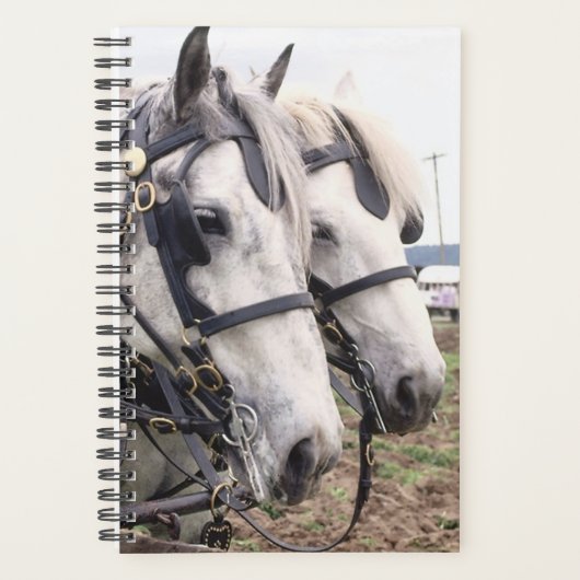 Planner Horse Photo Equine Percheron Tandem (Voorkant)