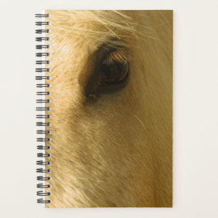 Planner Paard Foto Equine Witte Paard Close-up