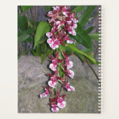 Planner - Tolumnia Jairak Regenboogorchidee (Achterkant)