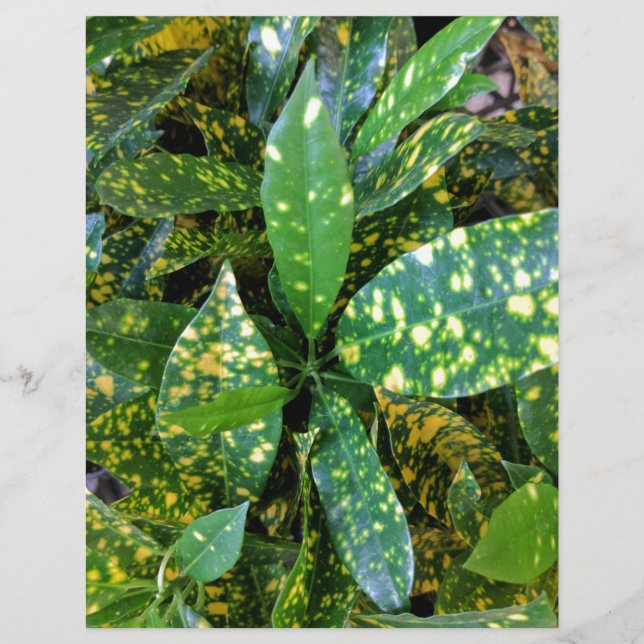 Plant (Voorkant)
