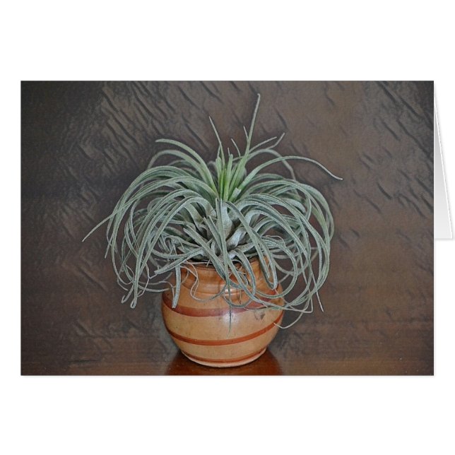 Plant (Voorkant Horizontaal)