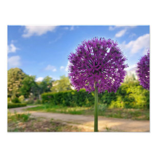 Plant Allium Foto Prints Foto Afdruk